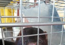 SAG ejecuta plan para el control del visón, especie invasora dañina.
