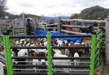 PODCAST CAMPO AL DIA: «Corrales Chile». Reciclando plástico en el sector agropecuario.