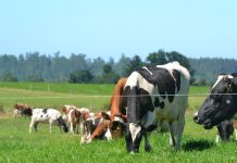 Entregan recomendaciones para enfrentar primavera-verano en predios ganaderos