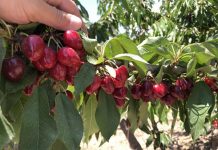 Los importadores chinos son optimistas sobre la nueva temporada de cerezas chilenas