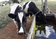 Sector agrícola se prepara para enfrentar fenómeno de La Niña