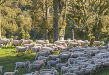 Ganadería neozelandesa está en camino de ser neutral en emisiones de carbono.