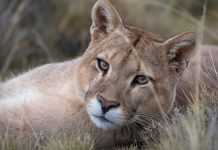 Minagri hace un llamado a la prevención y a no interactuar con pumas tras muerte de mujer en Los Ríos