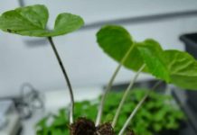 En Cochamó, Región de Los Lagos se elabora el primer wasabi producido en América Latina.