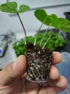 En Cochamó, Región de Los Lagos se elabora el primer wasabi producido en América Latina.