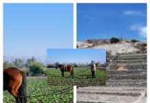 SIPAN: Sebastián Acosta, encargado nacional del programa de rescate y conservación del patrimonio agrícola.