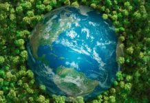 Plantas que eliminan el CO 2 de la atmósfera: la estrategia científica para combatir los gases de efecto invernadero