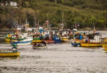 Cámara de Diputados rechazó proyecto del Gobierno de traspasar el sector pesquero a Ministerio de Agricultura
