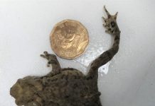 SAG Los Lagos atiende denuncias por ingreso de anfibios y reptiles vivos en carga importada