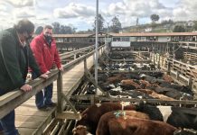 Seremi Agricultura: Actividad ganadera y su buen momento, impulsa reactivación económica.