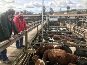 Seremi Agricultura: Actividad ganadera y su buen momento, impulsa reactivación económica.