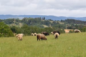Productores presentan postulación a sello de origen para el Cordero de la Costa