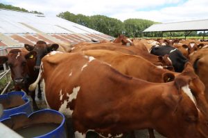 Seremi Agricultura: Actividad ganadera y su buen momento, impulsa reactivación económica.