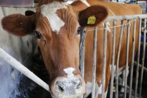 Seremi Agricultura: Actividad ganadera y su buen momento, impulsa reactivación económica.