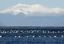 Cerraron áreas costeras para extracción de mariscos por presencia de veneno amnésico entre Puerto Montt y Calbuco