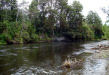 Puerto Varas: Comité Ambiental Comunal manifiesta su profunda preocupación y rechazo a las prácticas de deforestación