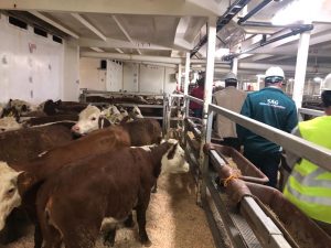 Podcast Campo al Día: 11.500 vacas son exportadas a China desde Puerto Montt, en el año suman más de 23.000.