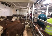 Podcast Campo al Día: 11.500 vacas son exportadas a China desde Puerto Montt, en el año suman más de 23.000.