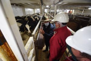 Podcast Campo al Día: 11.500 vacas son exportadas a China desde Puerto Montt, en el año suman más de 23.000.