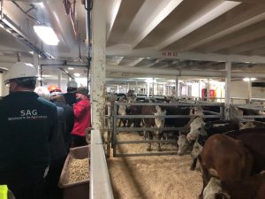 Podcast Campo al Día: 11.500 vacas son exportadas a China desde Puerto Montt, en el año suman más de 23.000.