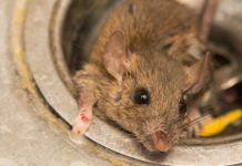 Confirman nuevo caso de Hanta Virus en Purranque: Persona debió ser trasladada a Santiago