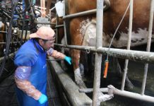 Actividad lechera y cárnica regional cerraron el 2020 con buenos precios y positivas proyecciones para este 2021