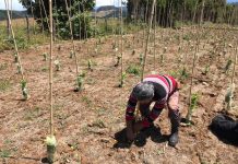 Agricultura familiar campesina de San Juan de la Costa y San Pablo prepara su futura producción vitivinícola