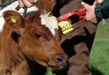 SAG Los Lagos: Positivo balance de la Declaración de Existencia Animal período 2020.