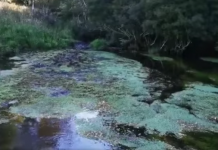 Consejero Regional solicita investigar intervención en Estero Oyarzo de Puerto Varas