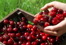 Baja de precios y demanda de la cereza Chilena a China preocupa a las autoridades nacionales