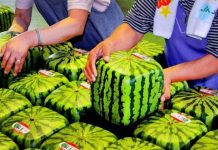 Podcast Campo al Día: Análisis científico revela que prohibición de cultivos transgénicos en Europa, significa 33 millones de toneladas de CO2 cada año.