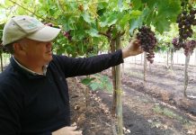 Catástrofe agrícola: productores de fruta ya han perdido 150 millones de dólares a menos de una semana de las lluvias.