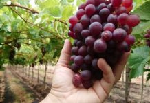 Cerca de 6 mil agricultores afectados por sistema frontal y podrían ser más.