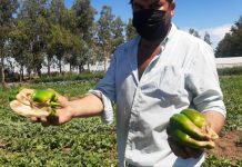 Ministra de Agricultura y situación agrícola tras lluvias: Es grave y bastante localizada