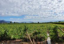 Productores de fruta piden adaptar el Fogape 2 tras «catástrofe» por lluvias
