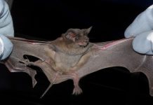 Murciélago con rabia motivó vacunación masiva de mascotas en localidad de Puerto Montt