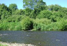 Municipio de Osorno exige acciones concretas a SMA por contaminación de Río Damas