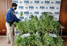 PDI incauta más de 180 plantas de cannabis en Río Negro