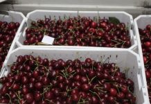 Falsa noticia de cereza chilena contagiada con covid-19 bajó precio en China y desplomó la demanda