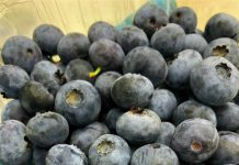 Continúan las últimas semanas de cosecha y exportación de arándanos en la región