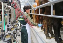 Manuka: Ventas aumentaron un 32% y espera producir 250 millones de litros de leche en 2025