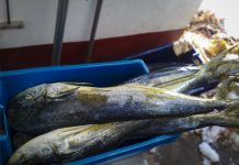 Venta de pescado al por mayor cayó más de un 40% en Puerto Montt por restricción de desplazamiento