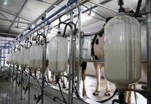 Efectos de la sequía: Recepción de leche cruda cayó un 3,2% en el país en febrero