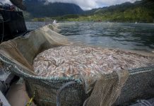 Greenpeace presentará denuncia penal por salmones muertos en fiordo Comau