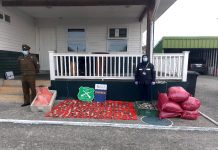 Incautan 6.100 unidades de locos extraídos ilegalmente en Chiloé