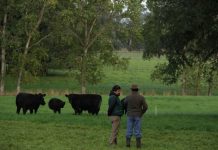 SAG asignó más de mil millones de pesos para mejorar suelos de uso agropecuarios en la región de Los Lagos