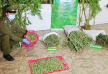 En prisión preventiva quedó hombre que tenía 6 plantas y 12 kilos de marihuana en La Unión