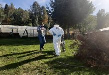 Mujer se autodenunció tras matar a un hombre en Lanco