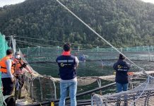 Mortalidad de salmones supera las 5 mil toneladas, solo el 90% ha sido evacuado