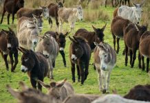 Leche de burra made in Chiloé: Un emprendimiento que saltó la Isla Grande